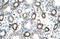 Forkhead Box F2 antibody, ARP31694_T100, Aviva Systems Biology, Immunohistochemistry frozen image 