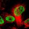 Cullin 4B antibody, NBP1-86099, Novus Biologicals, Immunofluorescence image 