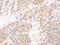 Proteasome Subunit Beta 7 antibody, A303-848A, Bethyl Labs, Immunohistochemistry paraffin image 