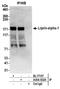 PTPRF Interacting Protein Alpha 1 antibody, A304-532A, Bethyl Labs, Immunoprecipitation image 