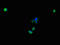 Placenta Associated 9 antibody, orb30632, Biorbyt, Immunocytochemistry image 