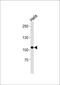 Ubiquitin Protein Ligase E3C antibody, PA5-35265, Invitrogen Antibodies, Western Blot image 
