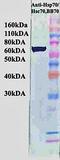 Heat shock 70 kDa protein 1A/1B antibody, orb67310, Biorbyt, Western Blot image 