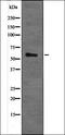 G Protein-Coupled Receptor 101 antibody, orb338901, Biorbyt, Western Blot image 