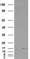 SH2 Domain Containing 1A antibody, LS-C55460, Lifespan Biosciences, Western Blot image 