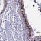 CDC Like Kinase 4 antibody, HPA043746, Atlas Antibodies, Immunohistochemistry frozen image 