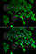 TSC22 Domain Family Member 3 antibody, A6779, ABclonal Technology, Immunofluorescence image 