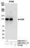EWS RNA Binding Protein 1 antibody, A300-417A, Bethyl Labs, Immunoprecipitation image 