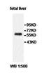 Zinc finger CCCH-type with G patch domain-containing protein antibody, orb77905, Biorbyt, Western Blot image 