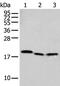 Nudix Hydrolase 2 antibody, PA5-51216, Invitrogen Antibodies, Western Blot image 