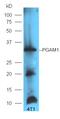 Phosphoglycerate mutase 1 antibody, orb6704, Biorbyt, Western Blot image 