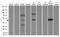 Adrenoceptor Alpha 2A antibody, TA890050S, Origene, Western Blot image 