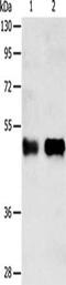 Protein C inhibitor antibody, CSB-PA729954, Cusabio, Western Blot image 
