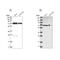 Aspartyl-tRNA synthetase, mitochondrial antibody, NBP1-83854, Novus Biologicals, Western Blot image 