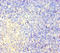 Cyclic Nucleotide Gated Channel Alpha 4 antibody, orb34218, Biorbyt, Immunohistochemistry paraffin image 