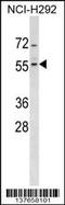 Zinc Finger Protein 200 antibody, 59-329, ProSci, Western Blot image 