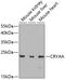 Crystallin Alpha A antibody, 19-816, ProSci, Western Blot image 