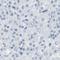 Membrane Spanning 4-Domains A10 antibody, HPA014778, Atlas Antibodies, Immunohistochemistry paraffin image 