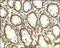 ADCYAP Receptor Type I antibody, 250808, Abbiotec, Immunohistochemistry paraffin image 