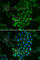 cAMP-dependent protein kinase catalytic subunit beta antibody, A5324, ABclonal Technology, Immunofluorescence image 