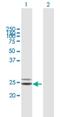 Coenzyme Q4 antibody, H00051117-B01P, Novus Biologicals, Western Blot image 