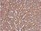 Glutaminase antibody, NBP2-43762, Novus Biologicals, Immunohistochemistry frozen image 