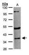 5-Hydroxytryptamine Receptor 1F antibody, GTX100321, GeneTex, Western Blot image 