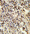 Proteasome subunit alpha type-7 antibody, 63-575, ProSci, Immunohistochemistry paraffin image 