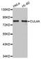 Cullin-4A antibody, LS-C334554, Lifespan Biosciences, Western Blot image 