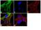Puromycin-sensitive aminopeptidase antibody, 710673, Invitrogen Antibodies, Immunofluorescence image 