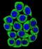 Nucleolin antibody, abx025184, Abbexa, Immunofluorescence image 