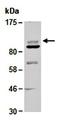 Histone Deacetylase 7 antibody, orb66756, Biorbyt, Western Blot image 