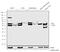 Trefoil Factor 3 antibody, 720315, Invitrogen Antibodies, Western Blot image 