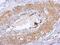 Dystrobrevin beta antibody, NBP2-16246, Novus Biologicals, Immunohistochemistry frozen image 