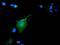 Growth arrest-specific protein 7 antibody, MA5-25268, Invitrogen Antibodies, Immunocytochemistry image 