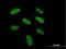 DiGeorge Syndrome Critical Region Gene 6 antibody, H00008214-B01P, Novus Biologicals, Immunofluorescence image 