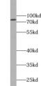 F-box/WD repeat-containing protein 7 antibody, FNab03057, FineTest, Western Blot image 
