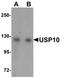 Ubiquitin Specific Peptidase 10 antibody, orb75440, Biorbyt, Western Blot image 
