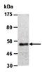 Thrombopoietin antibody, orb66797, Biorbyt, Western Blot image 