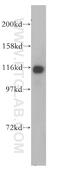 PPFIA Binding Protein 1 antibody, 13961-1-AP, Proteintech Group, Western Blot image 