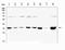 Paired Like Homeodomain 2 antibody, A01636-1, Boster Biological Technology, Western Blot image 