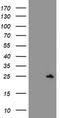 Spermatogenesis And Centriole Associated 1 Like antibody, TA504612, Origene, Western Blot image 