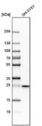 Hydroxysteroid 17-Beta Dehydrogenase 10 antibody, NBP1-90333, Novus Biologicals, Western Blot image 
