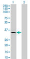 Metallophosphoesterase Domain Containing 2 antibody, LS-C196788, Lifespan Biosciences, Western Blot image 