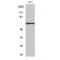 AarF Domain Containing Kinase 5 antibody, LS-C381917, Lifespan Biosciences, Western Blot image 