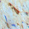 SMAD Family Member 3 antibody, LS-C358329, Lifespan Biosciences, Immunohistochemistry frozen image 