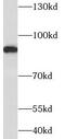 Nitric Oxide Associated 1 antibody, FNab01115, FineTest, Western Blot image 