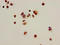 Histone H2B type 1-B antibody, LS-C670397, Lifespan Biosciences, Immunocytochemistry image 