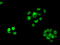Replication Protein A2 antibody, LS-C114841, Lifespan Biosciences, Immunofluorescence image 