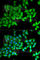 Bactericidal permeability-increasing protein antibody, A5338, ABclonal Technology, Immunofluorescence image 